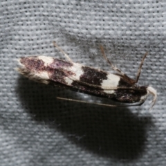 Limnaecia cirrhosema (A Cosmet moth) at Freshwater Creek, VIC - 21 Dec 2022 by WendyEM