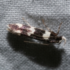 Limnaecia cirrhosema (A Cosmet moth) at WendyM's farm at Freshwater Ck. - 21 Dec 2022 by WendyEM