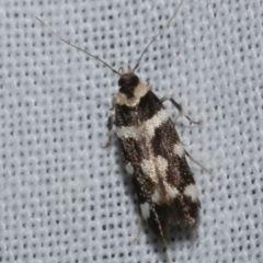 Macrobathra bigerella (Cosmopteriginae) at WendyM's farm at Freshwater Ck. - 21 Dec 2022 by WendyEM