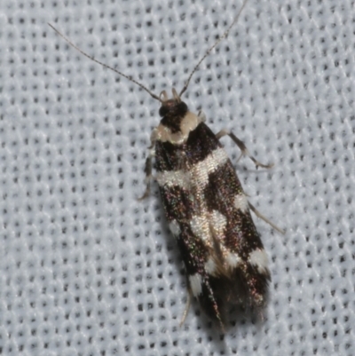 Macrobathra bigerella (Cosmopteriginae) at WendyM's farm at Freshwater Ck. - 22 Dec 2022 by WendyEM