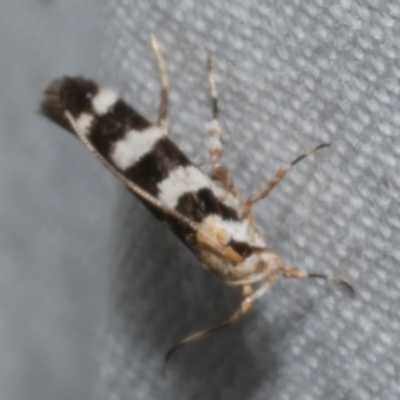 Cosmopterigidae (family) (Unidentified Cosmopterigid moth) at Freshwater Creek, VIC - 21 Dec 2022 by WendyEM