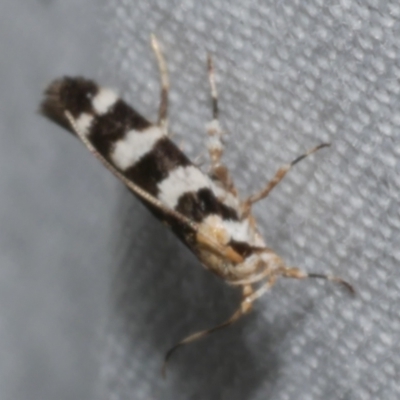 Cosmopterigidae (family) (Unidentified Cosmopterigid moth) at WendyM's farm at Freshwater Ck. - 21 Dec 2022 by WendyEM