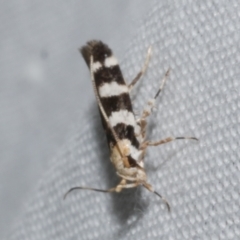 Cosmopterigidae (family) at WendyM's farm at Freshwater Ck. - 22 Dec 2022