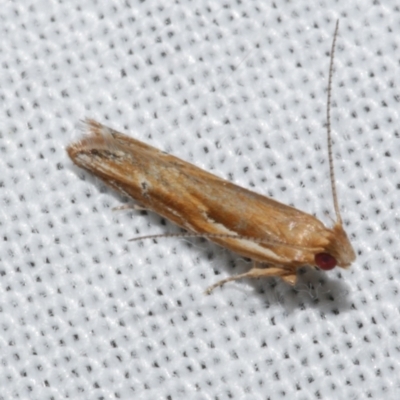 Eutorna tricasis (A Depressariid moth) at Freshwater Creek, VIC - 21 Dec 2022 by WendyEM