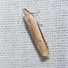Mesophleps crocina (A Gelechioid moth (Anacampsinae)) at Freshwater Creek, VIC - 21 Dec 2022 by WendyEM