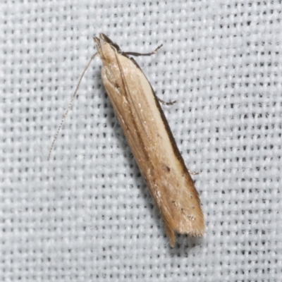 Mesophleps crocina (A Gelechioid moth (Anacampsinae)) at WendyM's farm at Freshwater Ck. - 21 Dec 2022 by WendyEM