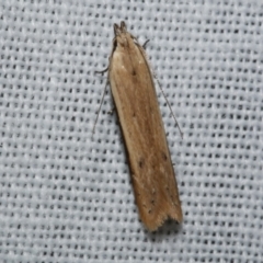 Mesophleps crocina at WendyM's farm at Freshwater Ck. - 21 Dec 2022 10:35 PM