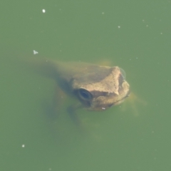 Litoria ewingii (Ewing's Tree Frog) at Freshwater Creek, VIC - 30 Dec 2022 by WendyEM