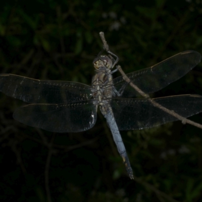 Orthetrum caledonicum (Blue Skimmer) at WendyM's farm at Freshwater Ck. - 30 Dec 2022 by WendyEM