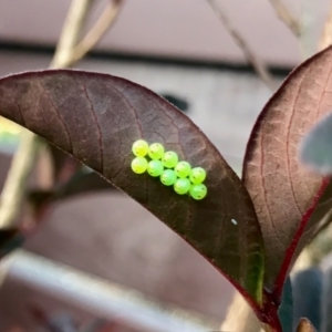 Notius depressus at Florey, ACT - 2 Nov 2023