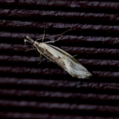 Thema macroscia (A concealer moth) at Florey, ACT - 7 Nov 2023 by KorinneM