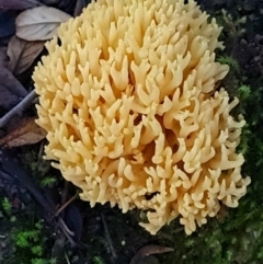 Ramaria anziana at Gibraltar Pines - 23 Jun 2024 by WalkYonder