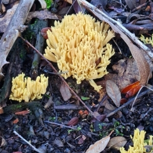 Ramaria sp. at Gibraltar Pines - 23 Jun 2024