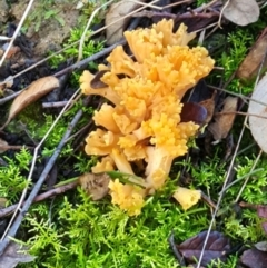 Ramaria sp. (genus) (A Coral fungus) at Gibraltar Pines - 23 Jun 2024 by WalkYonder