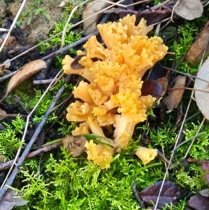 Ramaria sp. at Gibraltar Pines - 23 Jun 2024