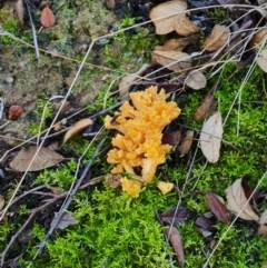 Ramaria sp. at Gibraltar Pines - 23 Jun 2024