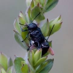 Aporocera (Aporocera) scabrosa (Leaf beetle) at Florey, ACT - 7 Nov 2023 by KorinneM