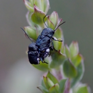 Aporocera (Aporocera) scabrosa at Florey, ACT - 7 Nov 2023