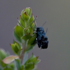 Aporocera (Aporocera) scabrosa at Florey, ACT - 7 Nov 2023