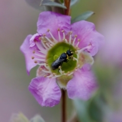 Hylaeus (Gnathoprosopoides) bituberculatus (Hylaeine colletid bee) at Florey, ACT - 7 Nov 2023 by KorinneM