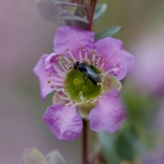 Hylaeus (Gnathoprosopoides) bituberculatus at Florey, ACT - suppressed