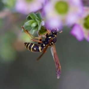 Polistes (Polistes) chinensis at Florey, ACT - 7 Nov 2023