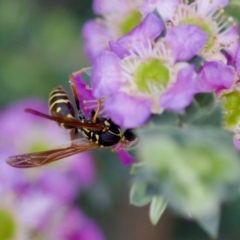 Polistes (Polistes) chinensis at Florey, ACT - suppressed