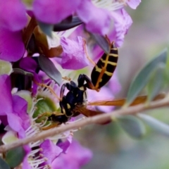 Polistes (Polistes) chinensis at Florey, ACT - 7 Nov 2023