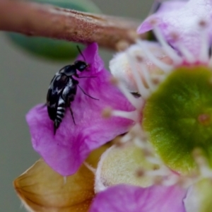 Mordella sp. (genus) at Florey, ACT - 7 Nov 2023