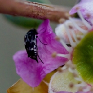 Mordella sp. (genus) at Florey, ACT - 7 Nov 2023