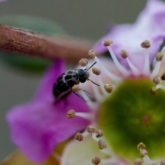 Mordella sp. (genus) at Florey, ACT - 7 Nov 2023