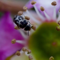 Mordella sp. (genus) at Florey, ACT - 7 Nov 2023