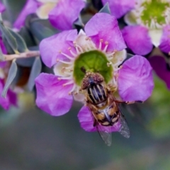 Eristalinus punctulatus (Golden Native Drone Fly) at Florey, ACT - 7 Nov 2023 by KorinneM