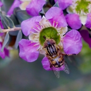 Eristalinus punctulatus at Florey, ACT - 7 Nov 2023