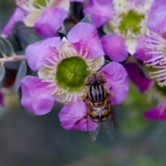 Eristalinus punctulatus at Florey, ACT - 7 Nov 2023