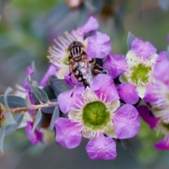 Eristalinus punctulatus at Florey, ACT - 7 Nov 2023