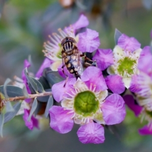 Eristalinus punctulatus at Florey, ACT - 7 Nov 2023