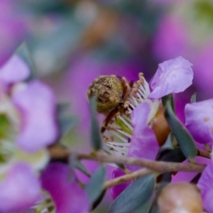 Eristalinus punctulatus at Florey, ACT - suppressed