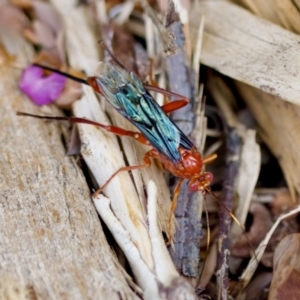 Lissopimpla excelsa at Florey, ACT - 7 Nov 2023