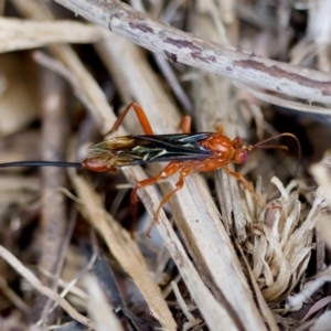 Lissopimpla excelsa at Florey, ACT - suppressed