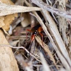 Lissopimpla excelsa at Florey, ACT - suppressed