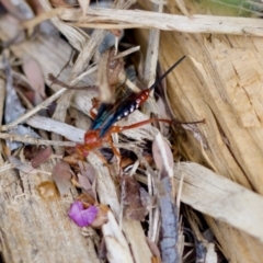 Lissopimpla excelsa at Florey, ACT - suppressed