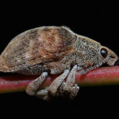 Gonipterus sp. (genus) (Eucalyptus Weevil) at Yarralumla, ACT - 20 Jun 2024 by TimL