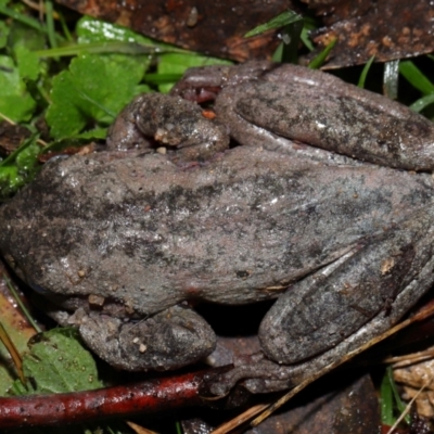 Litoria peronii (Peron's Tree Frog, Emerald Spotted Tree Frog) at Tidbinbilla Nature Reserve - 22 Jun 2024 by TimL