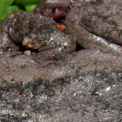 Hypogastrura sp. (genus) (A Springtail) at Tidbinbilla Nature Reserve - 22 Jun 2024 by TimL