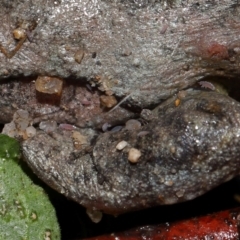 Hypogastrura sp. (genus) at Tidbinbilla Nature Reserve - 22 Jun 2024