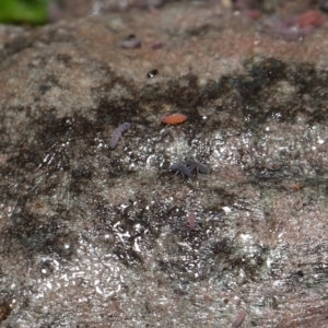 Hypogastrura sp. (genus) at Tidbinbilla Nature Reserve - 22 Jun 2024