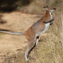 Notamacropus rufogriseus (Red-necked Wallaby) at Tidbinbilla Nature Reserve - 22 Jun 2024 by TimL