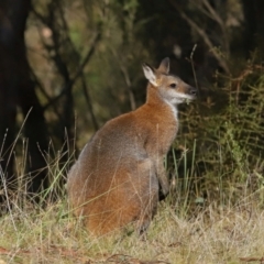 Notamacropus rufogriseus at Tidbinbilla Nature Reserve - 22 Jun 2024