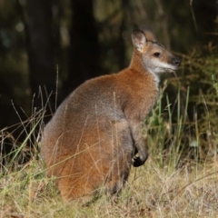 Notamacropus rufogriseus at Tidbinbilla Nature Reserve - 22 Jun 2024